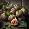 Fig Love